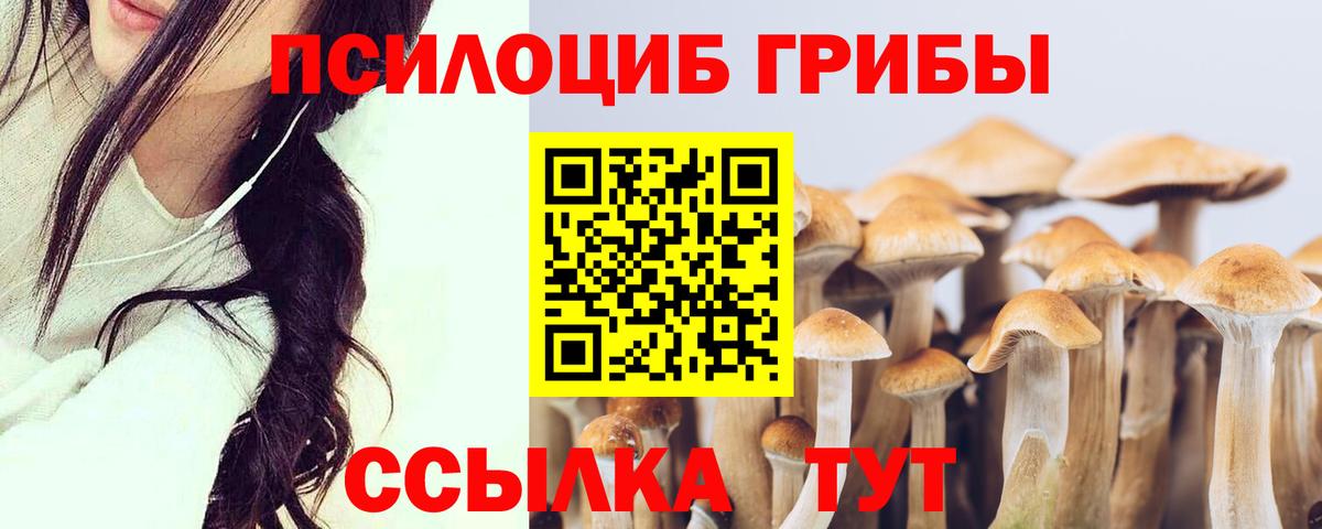 Галлюциногенные грибы Psilocybe  продажа наркотиков  Каменск-Шахтинский  Вход с VPN  Галлюциногенные грибы Cubensis 